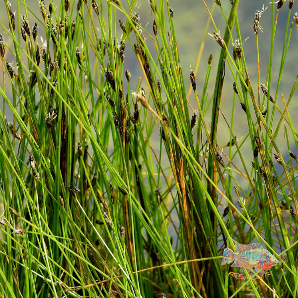 Eleocharis Acicularis | planta de estanque