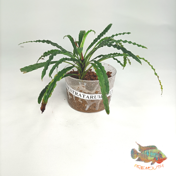 Fenestratarum Mulyadi – FiremouthAquaristic