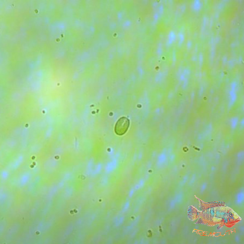 Fitoplancton para corales