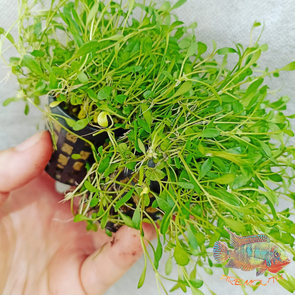 Glossostigma Elatinoides