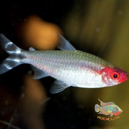 Hemigrammus rhodostomus | peces de agua dulce