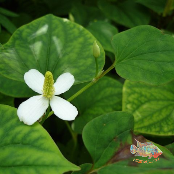 Hottuynia Cordata | planta de estanque