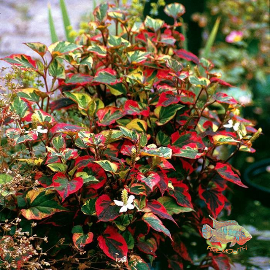 Hottuynia Red | planta de estanque