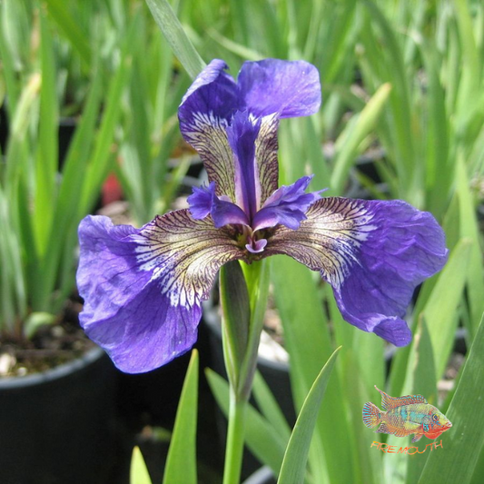 Iris Setosa | planta de estanque