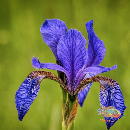Iris Sibirica | planta de estanque