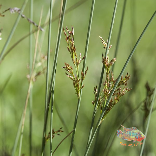 Juncus Inflexus | planta de estanque