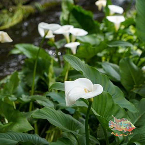 Aquatic Callas or Water Lily | pond plant