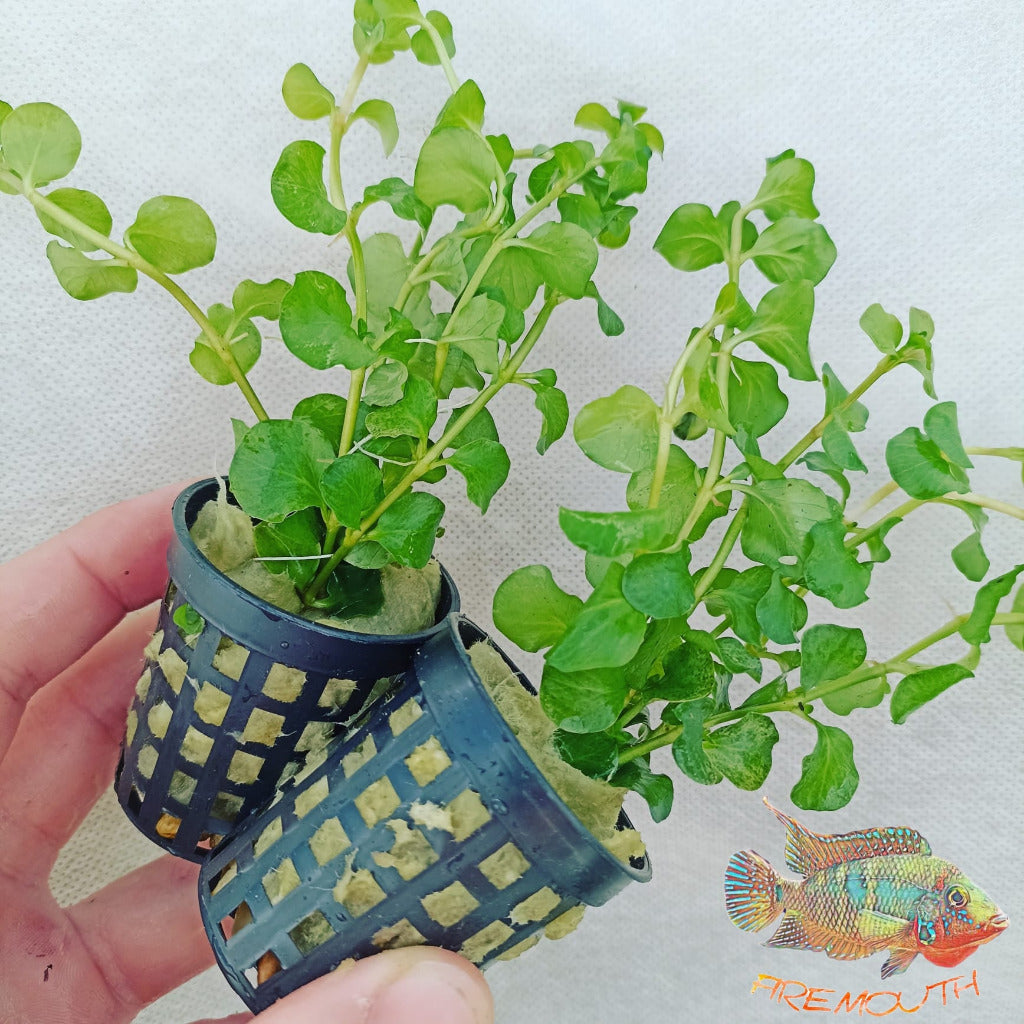 Lysimachia Nummularia