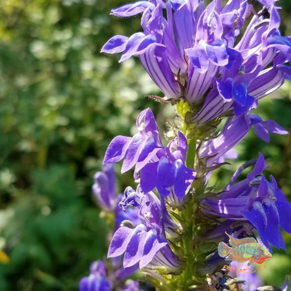 Lobelia Siphilitica | planta de estanque