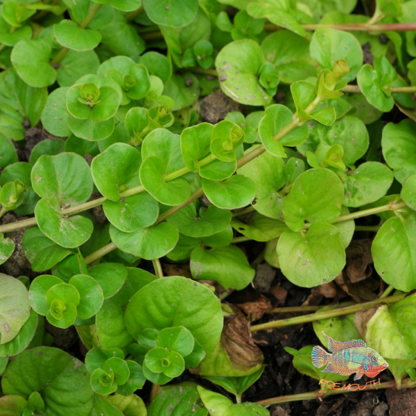 Lysimachia Numularia | planta de estanque