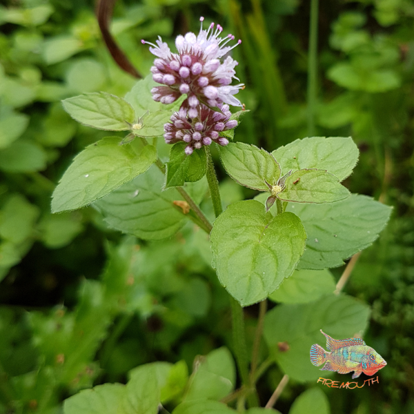 Mentha aquatica | planta de estanque