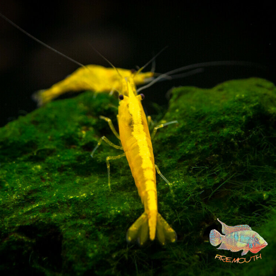 Neocaridina Yellow Golden Back