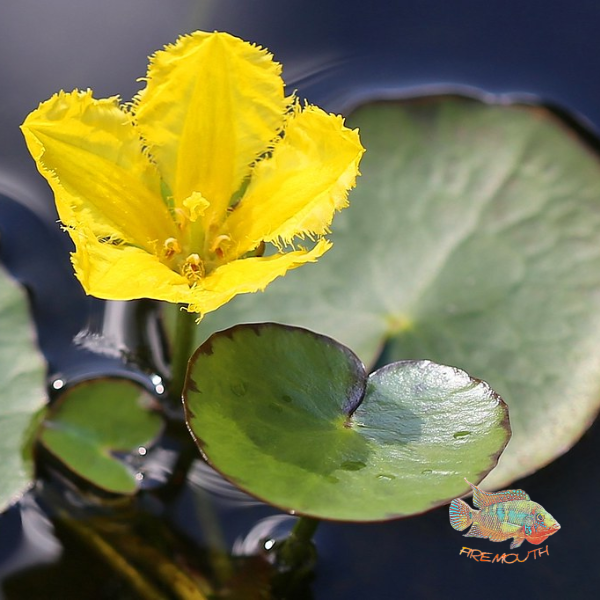 Nymphea Peltata | planta de estanque