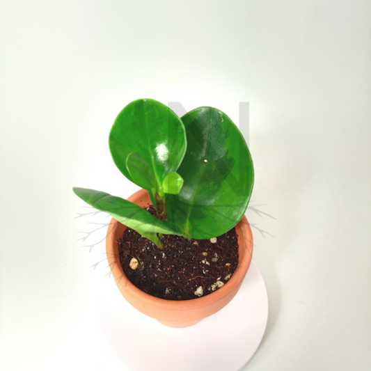 Peperomia Obtusifolia Jade mini