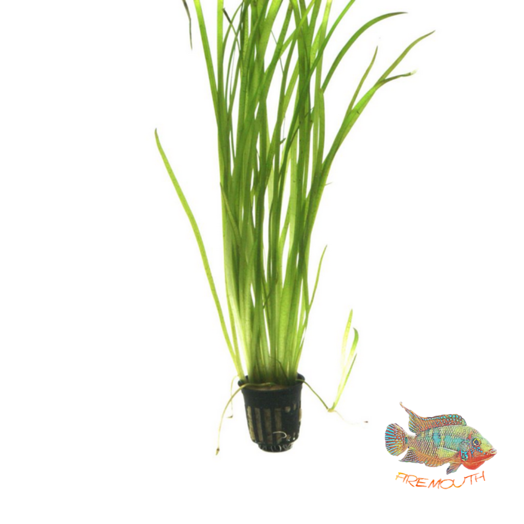 Vallisneria Spiralis