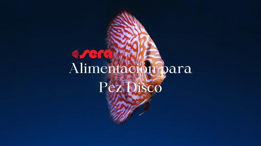 Alimento seco para pez Disco