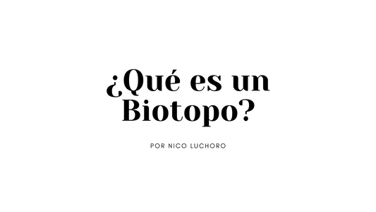 ¿Cómo se puede crear un acuario biotopo?