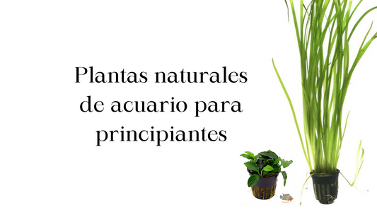 Plantas naturales de acuario para principiantes