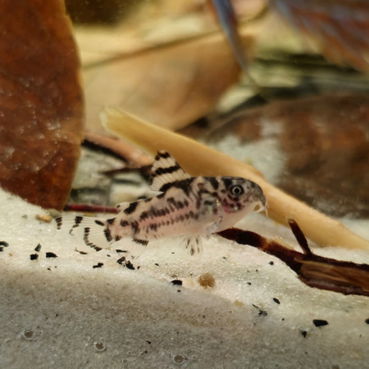 Corydoras CW 111: Una de las corydoras más caras