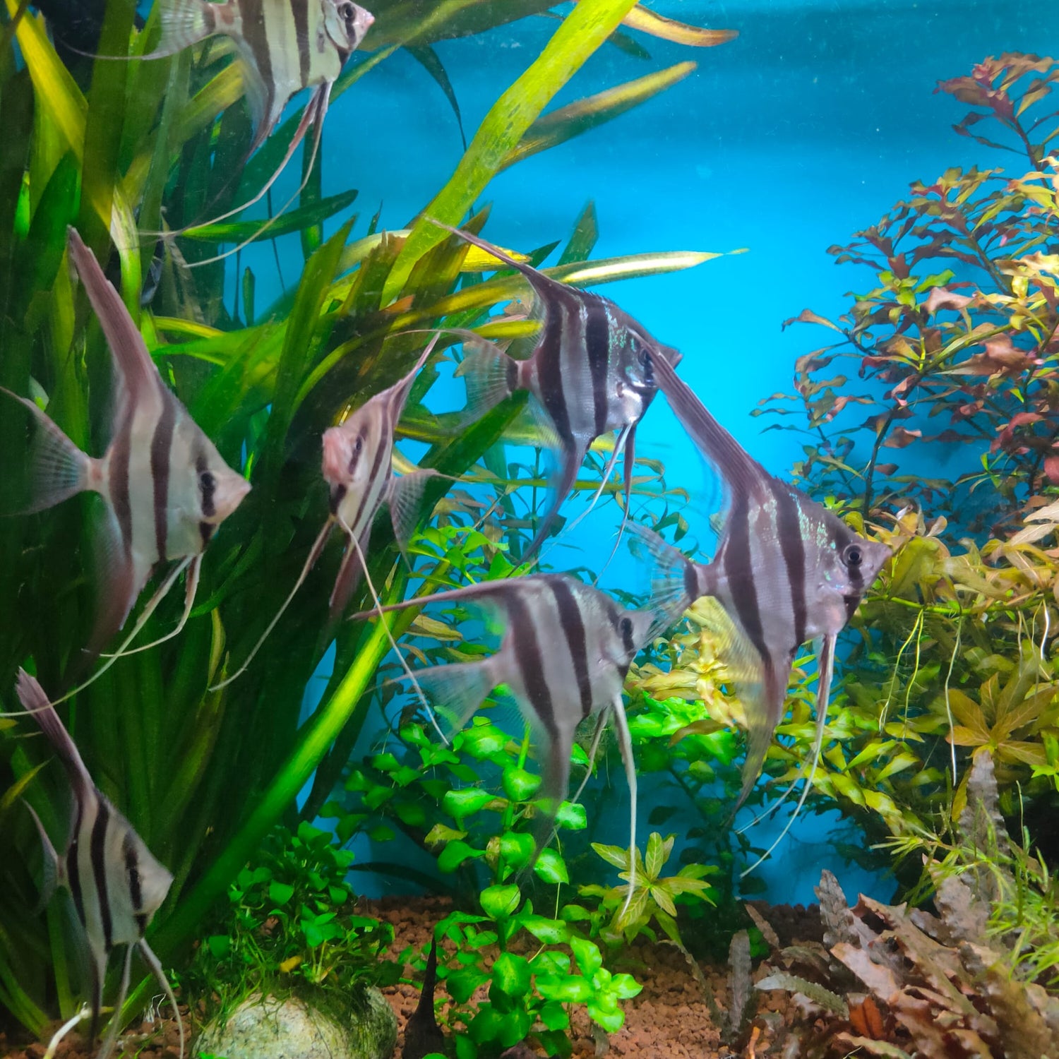 Pez Altum criados en cautividad en Europa