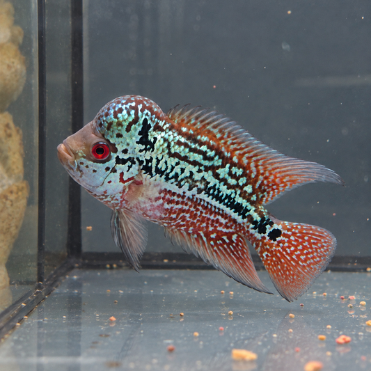 Flowerhorn King kamfa macho | ejemplar 2