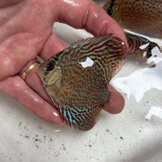 Disco Leopard nº 3 8-9cm