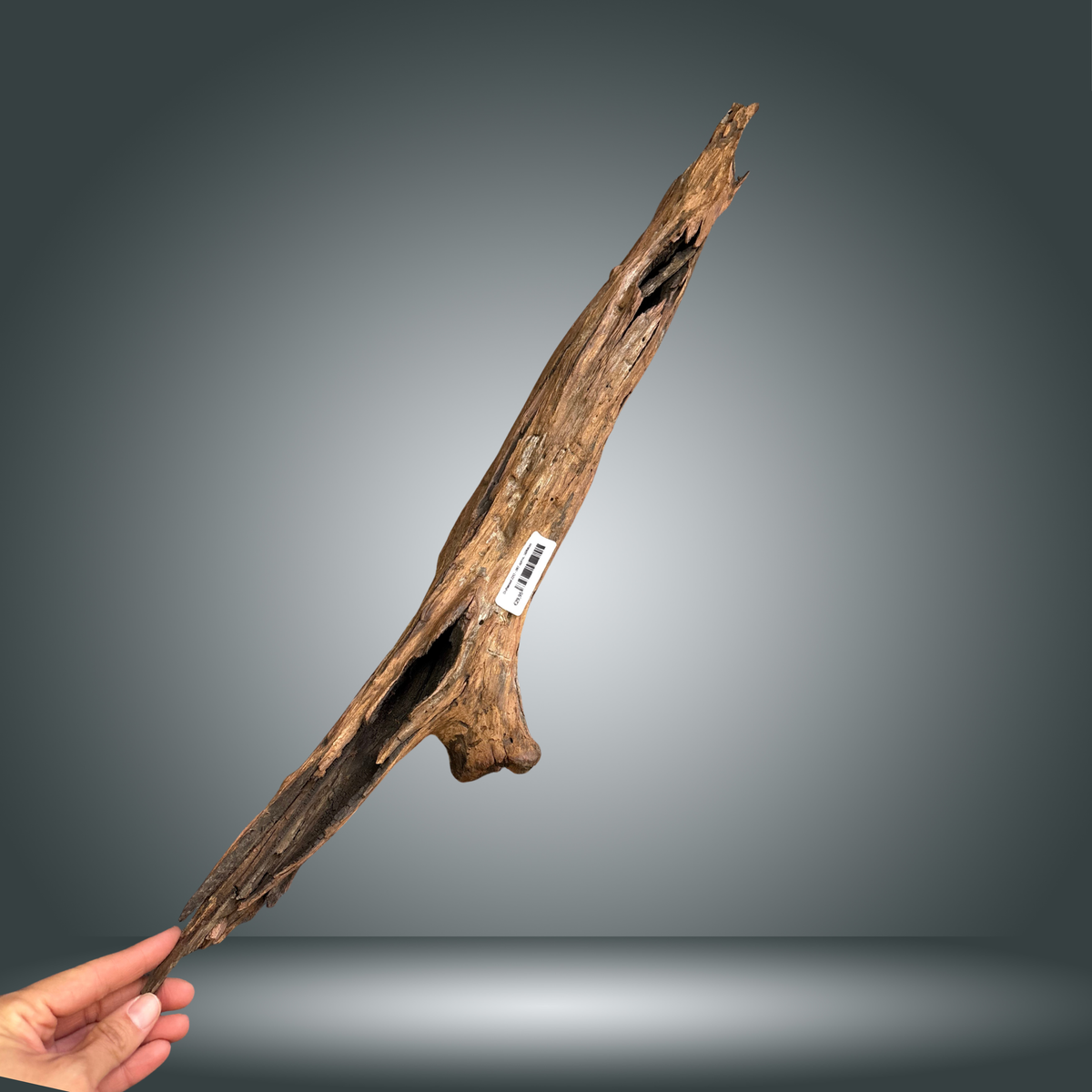 Driftwood 22O - 007 aprox. 50/60cm
