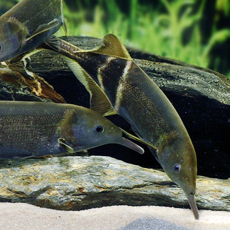 Gnathonemus petersii 7-10cm