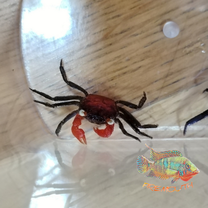 Geosesarma Hagen - Red Devil Crab