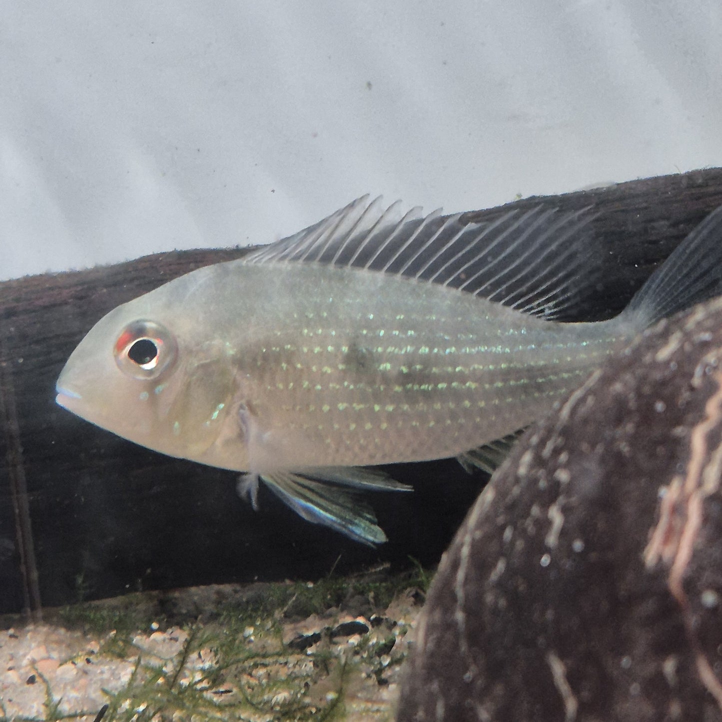 Acarichthys heckelii wild 6-8cm