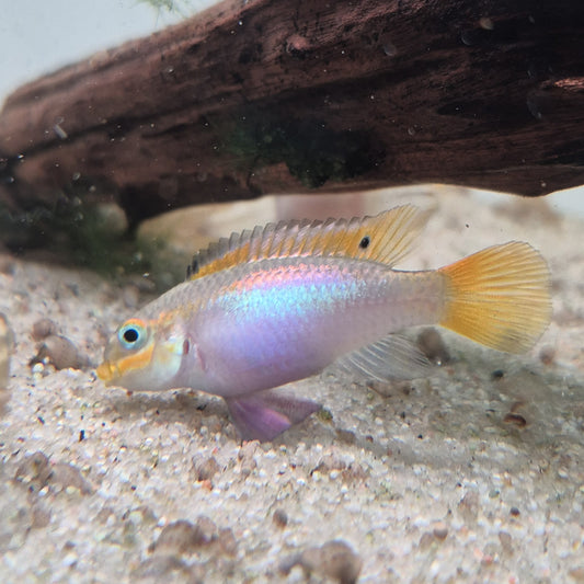Pelvicachromis Taeniatus Lobe 3-5cm