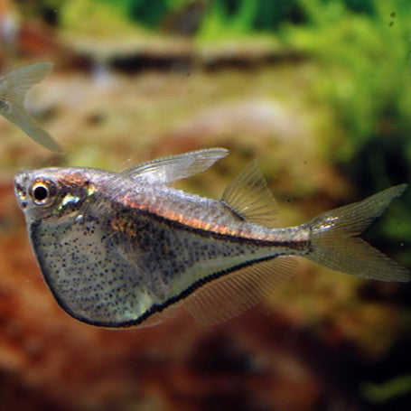 Carnegiella schereri md-lg