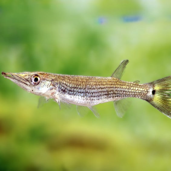 Ctenolucius hujeta 7-9 cm