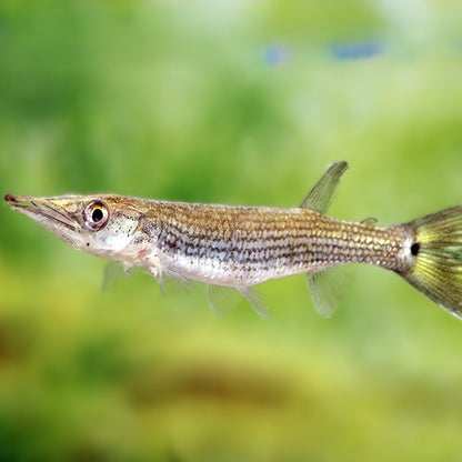 Ctenolucius hujeta 7-9 cm