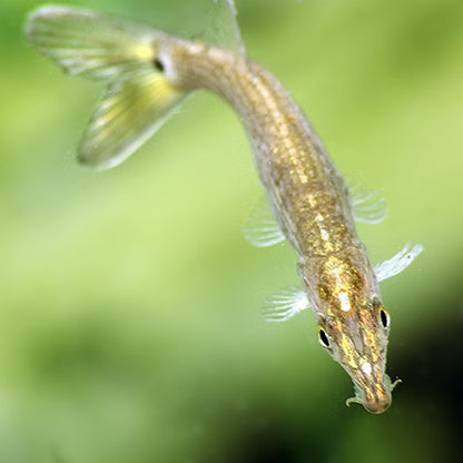 Ctenolucius hujeta 7-9 cm