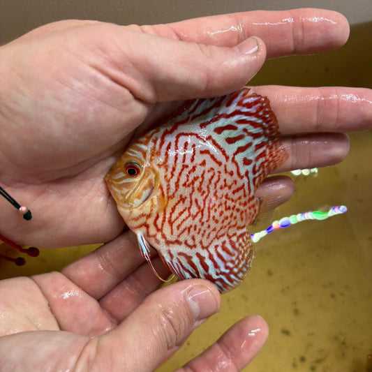 Disco pigeon checkerboard 8-9cm | 31M-001