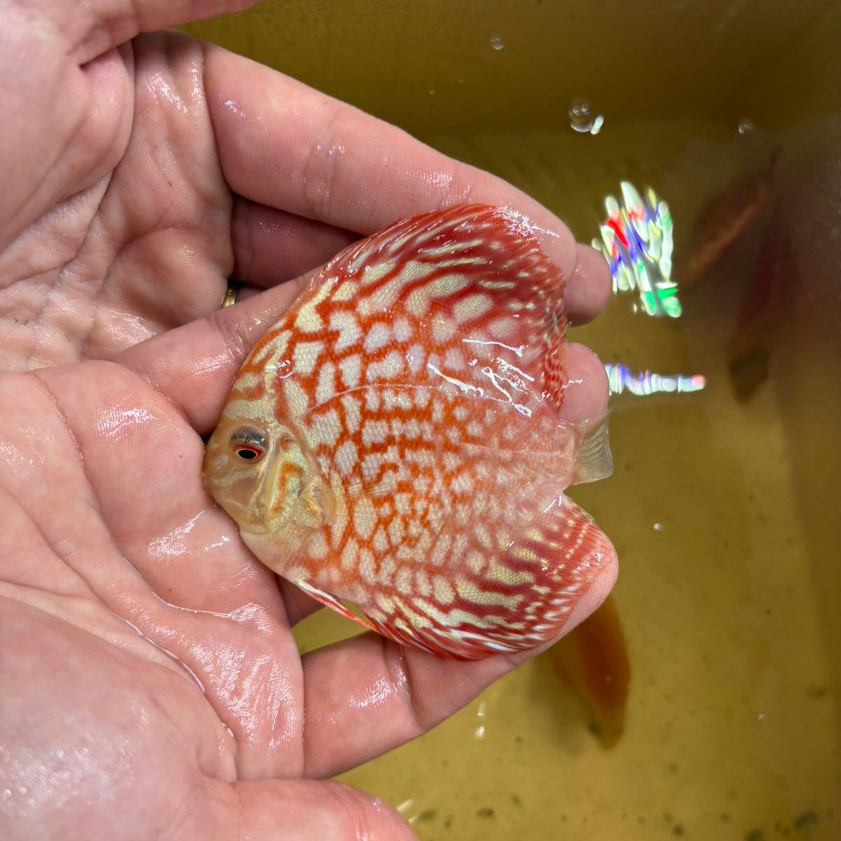 Disco pigeon checkerboard 8-9cm | 31M-002