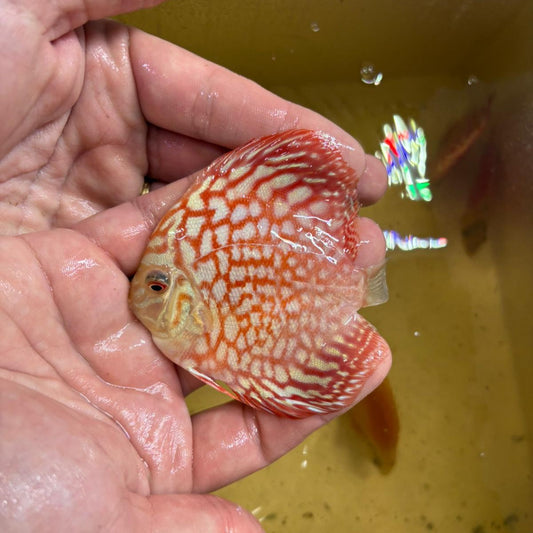 Disco pigeon checkerboard 8-9cm | 31M-002