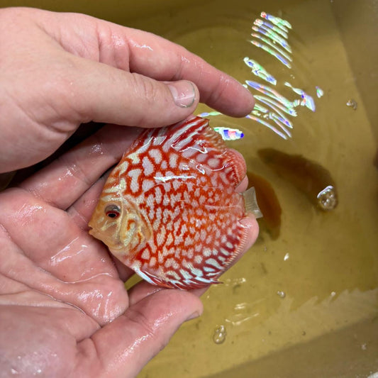 Disco pigeon checkerboard 8-9cm | 31M-003