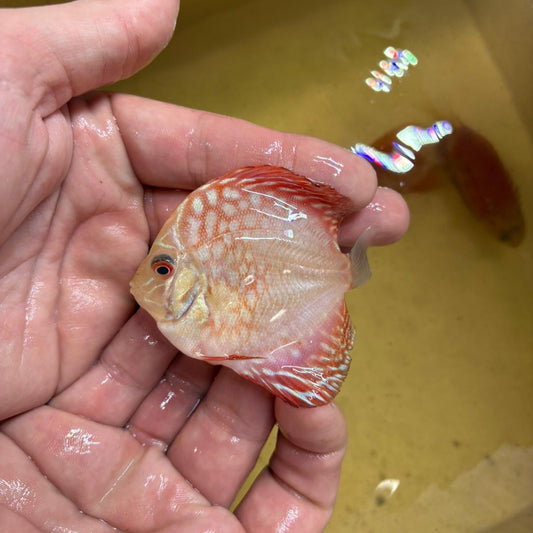 Disco pigeon checkerboard 8-9cm | 31M-004