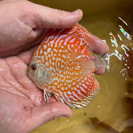 Disco pigeon checkerboard 10-12cm | 31M-005