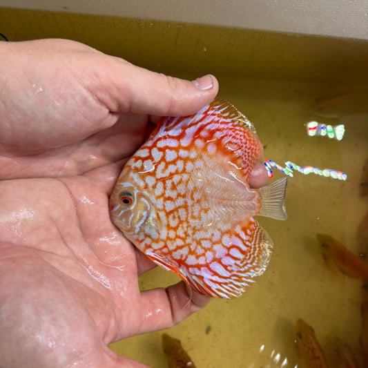 Disco pigeon checkerboard 10-12cm | 31M-006