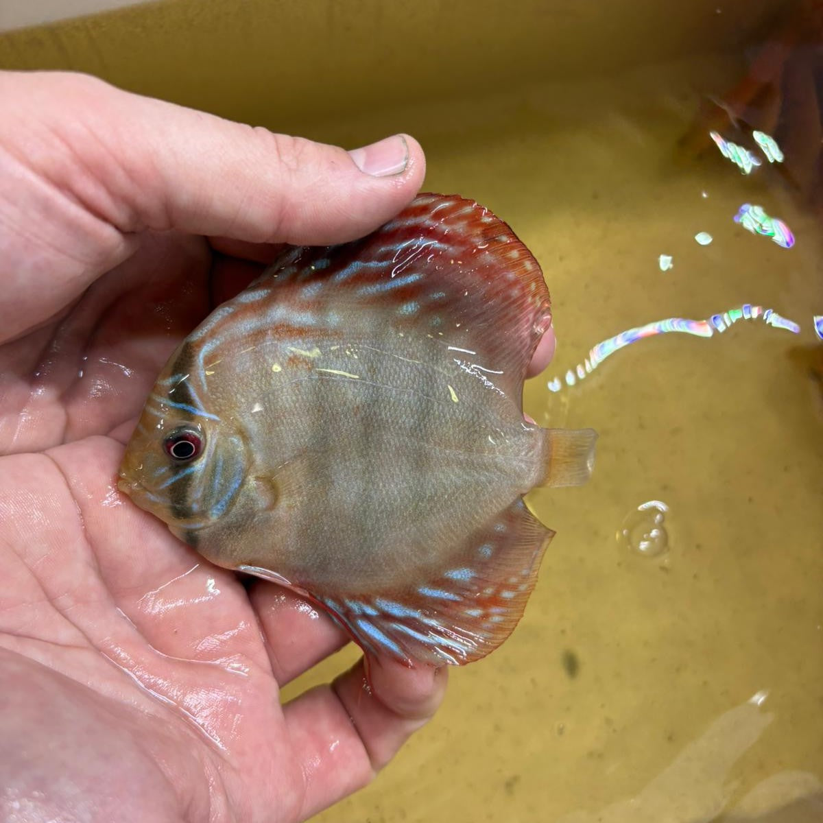 Disco brown 10-12 cm | 31M-008