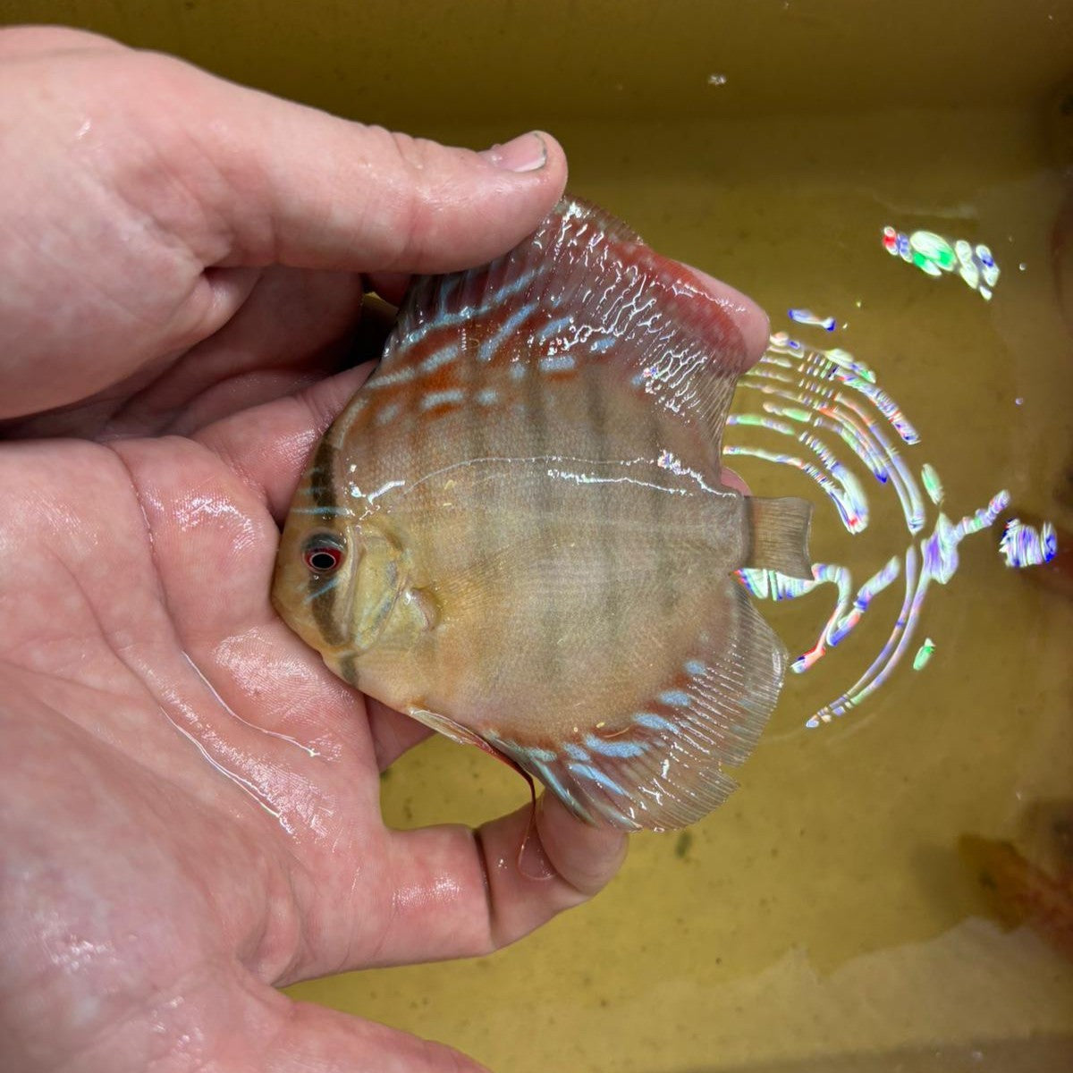 Disco brown 10-12 cm | 31M-009