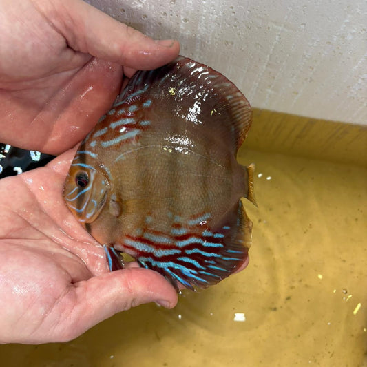 Disco brown 15-17 cm | 31M-010