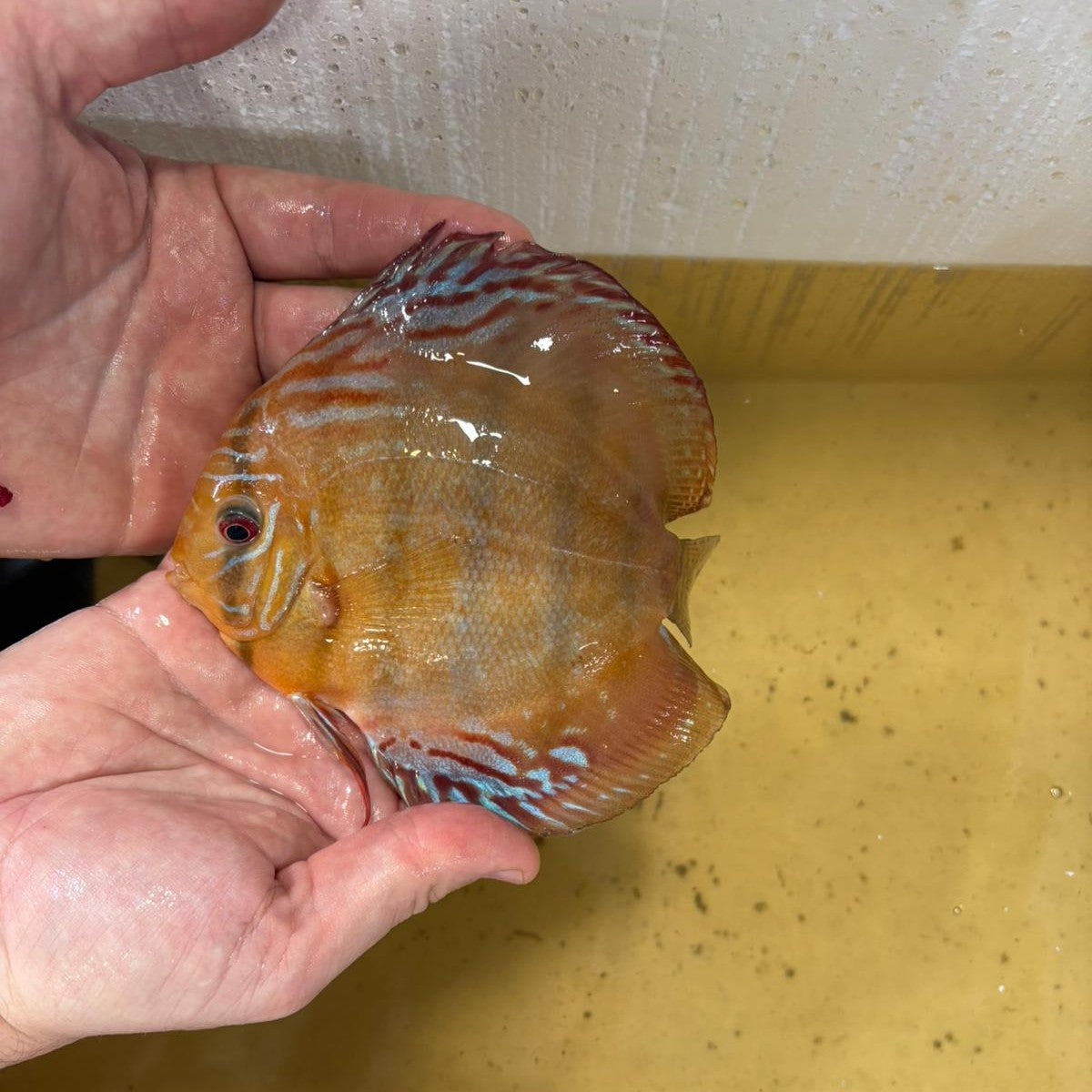 Disco brown 15-17 cm | 31M-011