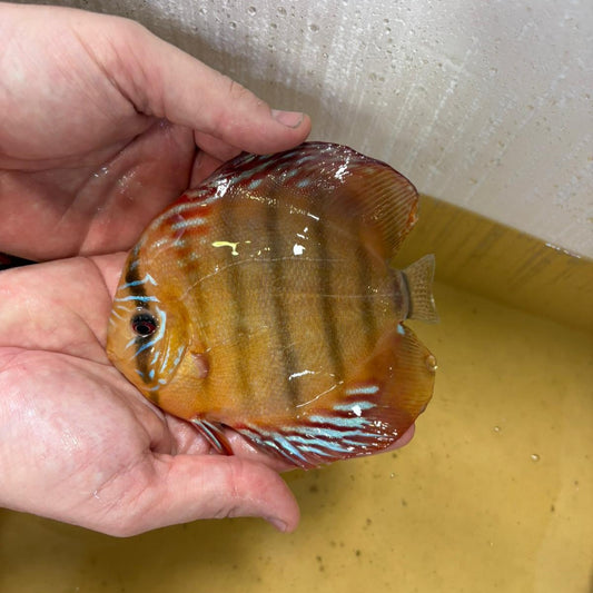 Disco brown 15-17 cm | 31M-012