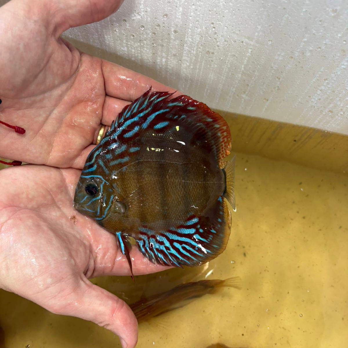 Disco brown 15-17 cm | 31M-013