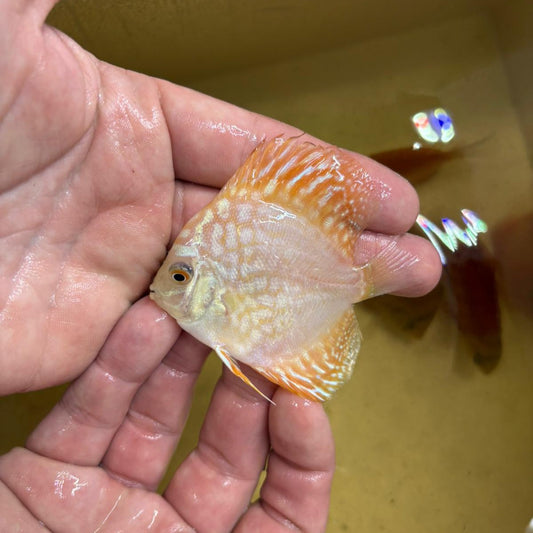 Disco yellow checkerboard 7 cm | 31M-015