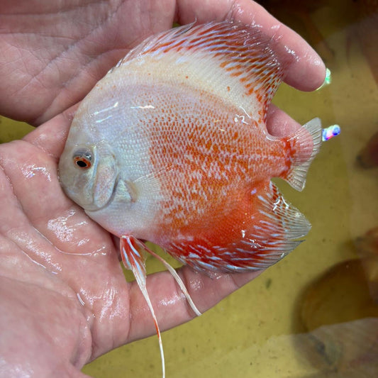 Disco Peacock 13-15 cm | 31M-016